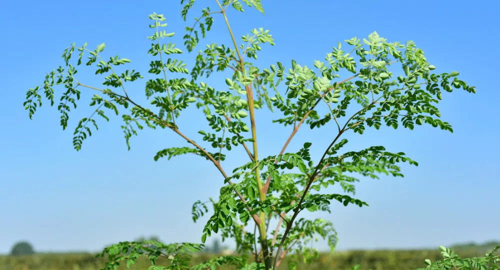 Moringa oleifera: Дърво, което достига височина до 9 метра и предоставя благополучие